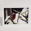 Jane Davidson - Christmas Card - Festive Robin