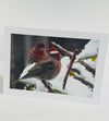 Jane Davidson - Christmas Card - Festive Robin 2
