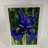 Jane Davidson - Card - Purple Iris