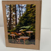 Jane Davidson - Card - Forest Mushrooms