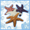 Cathy Hutcheson - Pottery - Starfish, 4"