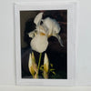 Jane Davidson - Card - White Iris