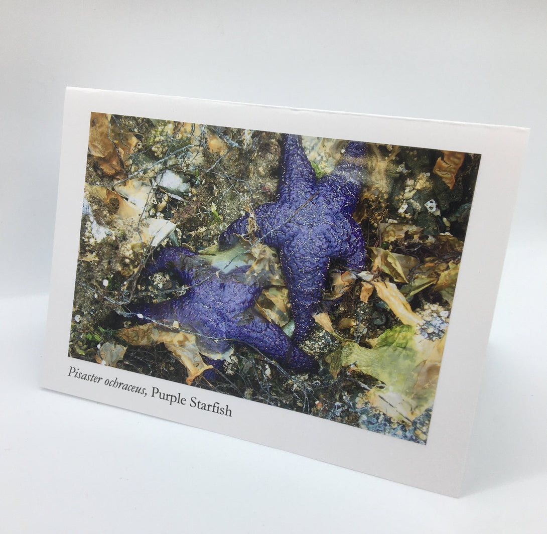 Ponderosa Designs - Card - Purple starfish - Elaine Bohm - McMillan Arts Centre Gallery, Gift Shop and Box Office - Vancouver Island Art Gallery