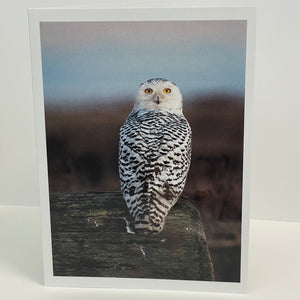 Jim Decker - Card - Snowy Owl - MAC-Donation - McMillan Arts Centre Gallery, Gift Shop and Box Office - Vancouver Island Art Gallery