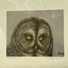 Wendy Schmidt - Print - "Great Grey Owl" 14" x 12"