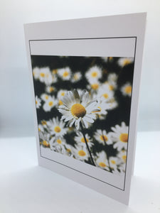 William Allen - Card - White Daisies - William Allen - McMillan Arts Centre Gallery, Gift Shop and Box Office - Vancouver Island Art Gallery