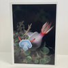 Jim Decker - Card - "A Beautiful Nudibranch" Hypselodoris sp.