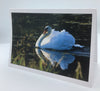 William Allen - Card - Swan