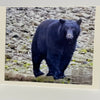 Nancy Butler - Card - Black Bear