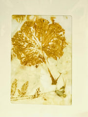 Load image into Gallery viewer, Darrell Giraldeau - Card - Botanical prnt - various - Darrell Giraldeau - Card - McMillan Arts Centre &amp; MAC Box Office