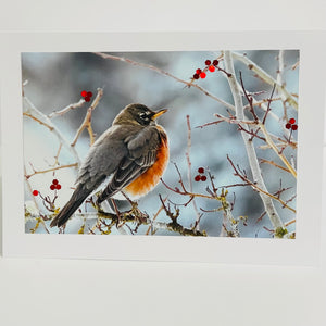 Jane Davidson - Christmas Card - Robin