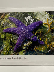 Load image into Gallery viewer, Ponderosa Designs - Card - Purple starfish -  - Card - McMillan Arts Centre &amp; MAC Box Office
