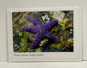 Ponderosa Designs - Card - Purple starfish