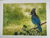 Julia Jenkins - Print - Blue Jay  (original painting by Twana MacArthur)  14" x 11"