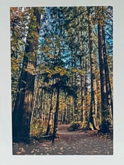 Load image into Gallery viewer, Jane Davidson - Card - Pathway Through the Forest