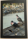 Linda Rutquist - Card - Photo - Campbell River - Pidgeons