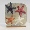 Cathy Hutcheson - Magnet - Starfish, 3"