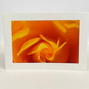 Colleen Stewart - Card - Orange Rose - Colleen Stewart - McMillan Arts Centre Gallery, Gift Shop and Box Office - Vancouver Island Art Gallery