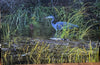 Deborah Freeman - Photography - Blue Heron on Marsh