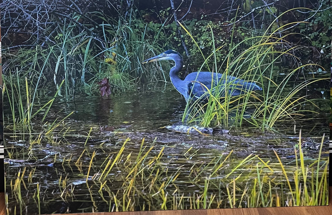 Deborah Freeman - Photography - Blue Heron on Marsh - Deborah Freeman -  - McMillan Arts Centre & MAC Box Office