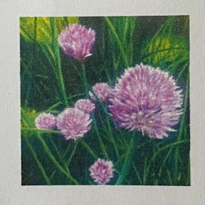 Margery Blom - Oil Painting -  Chives in Bloom  12" x 12" - Margery Blom - Painting - McMillan Arts Centre & MAC Box Office