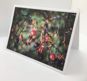 Aaron Yukich - Card - Wild Rose Hips by Aaron Yukich - McMillan Arts Centre - Vancouver Island Art Gallery