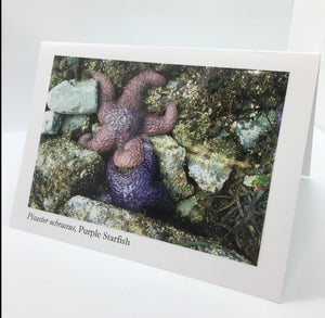 Ponderosa Designs - Card - Purple & Pink sea stars by Elaine Bohm - McMillan Arts Centre - Vancouver Island Art Gallery