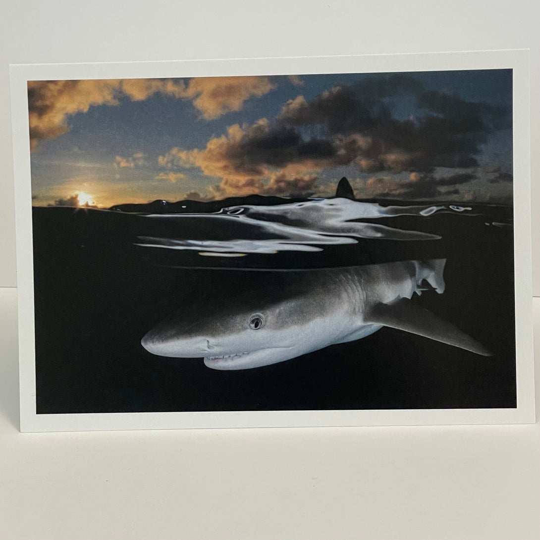 Jim Decker - Card - Blacktip Reef Shark at Sunset by Jim Decker - McMillan Arts Centre - Vancouver Island Art Gallery
