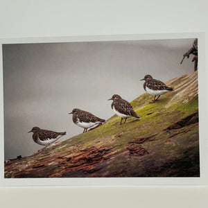 Jim Decker - Card - "Lining up for a Photo"  Sand Pipers