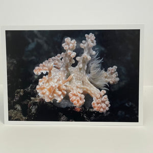 Jim Decker - Card - "A Beautiful Nudibranch" Allens Ceratosoma
