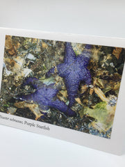 Load image into Gallery viewer, Ponderosa Designs - Card - Purple starfish - Elaine Bohm - McMillan Arts Centre Gallery, Gift Shop and Box Office - Vancouver Island Art Gallery
