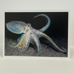 Jim Decker - Card - "Playing it up..." Coconut Octopus