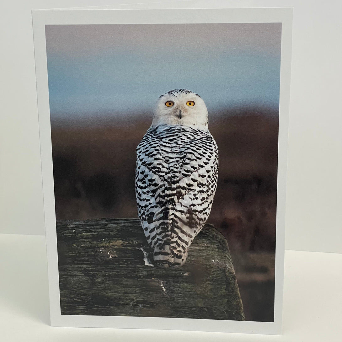 Jim Decker - Card - Snowy Owl by McMillan Arts Centre - McMillan Arts Centre - Vancouver Island Art Gallery