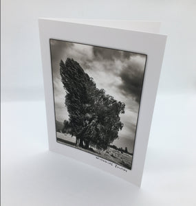 Nicholas Zoltay - Card - "Tall Tree"
