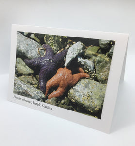 Ponderosa Designs - Card - Purple & toffee sea stars - Elaine Bohm - McMillan Arts Centre Gallery, Gift Shop and Box Office - Vancouver Island Art Gallery