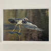 Jim Decker - Card - Tricolor Heron in Flight