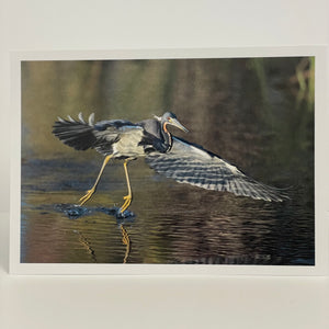 Jim Decker - Card - Tricolor Heron in Flight - MAC-Donation - McMillan Arts Centre Gallery, Gift Shop and Box Office - Vancouver Island Art Gallery