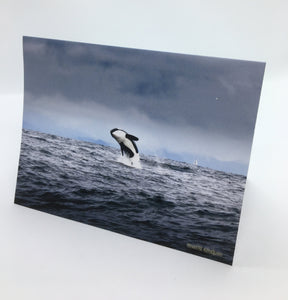 David Blackmore - Card - "Killer Whale Off Qualicum Beach "
