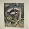 Wendy Schmidt - Print - "Curious Racoon"  12" x 14"