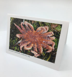 Ponderosa Designs - Card - Sunflower Star by Elaine Bohm - McMillan Arts Centre - Vancouver Island Art Gallery
