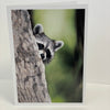 Jim Decker - Card - "Peek-a-Boo" Racoon"