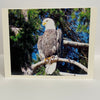 Nancy Butler - Card - Photo of Bald Eagle