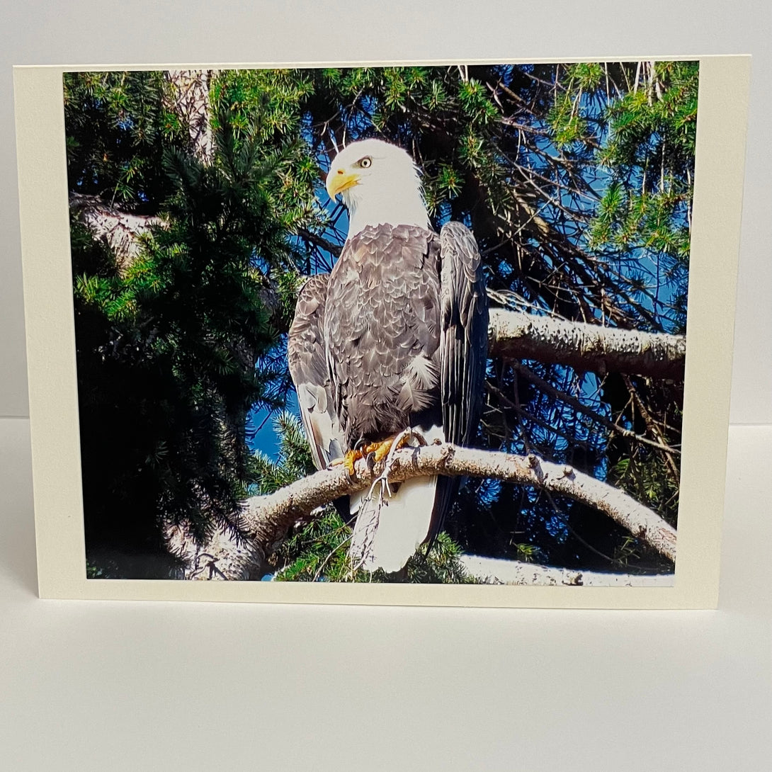 Nancy Butler - Card - Photo of Bald Eagle by Nancy Butler - McMillan Arts Centre - Vancouver Island Art Gallery