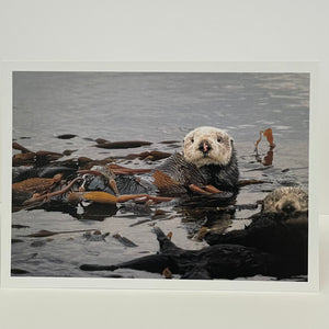 Jim Decker - Card - Sea Otter in a Bed of Kelp by Jim Decker - McMillan Arts Centre - Vancouver Island Art Gallery