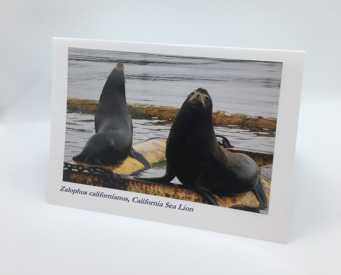 Ponderosa Designs - Card - California Sea Lions by Elaine Bohm - McMillan Arts Centre - Vancouver Island Art Gallery