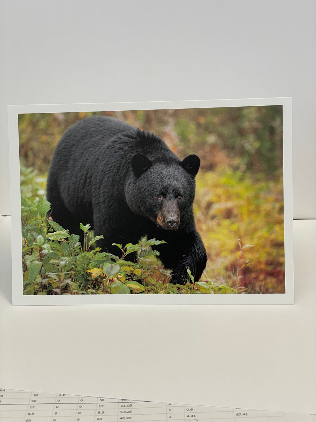 Jim Decker - Card - Black Bear - MAC-Donation - McMillan Arts Centre Gallery, Gift Shop and Box Office - Vancouver Island Art Gallery