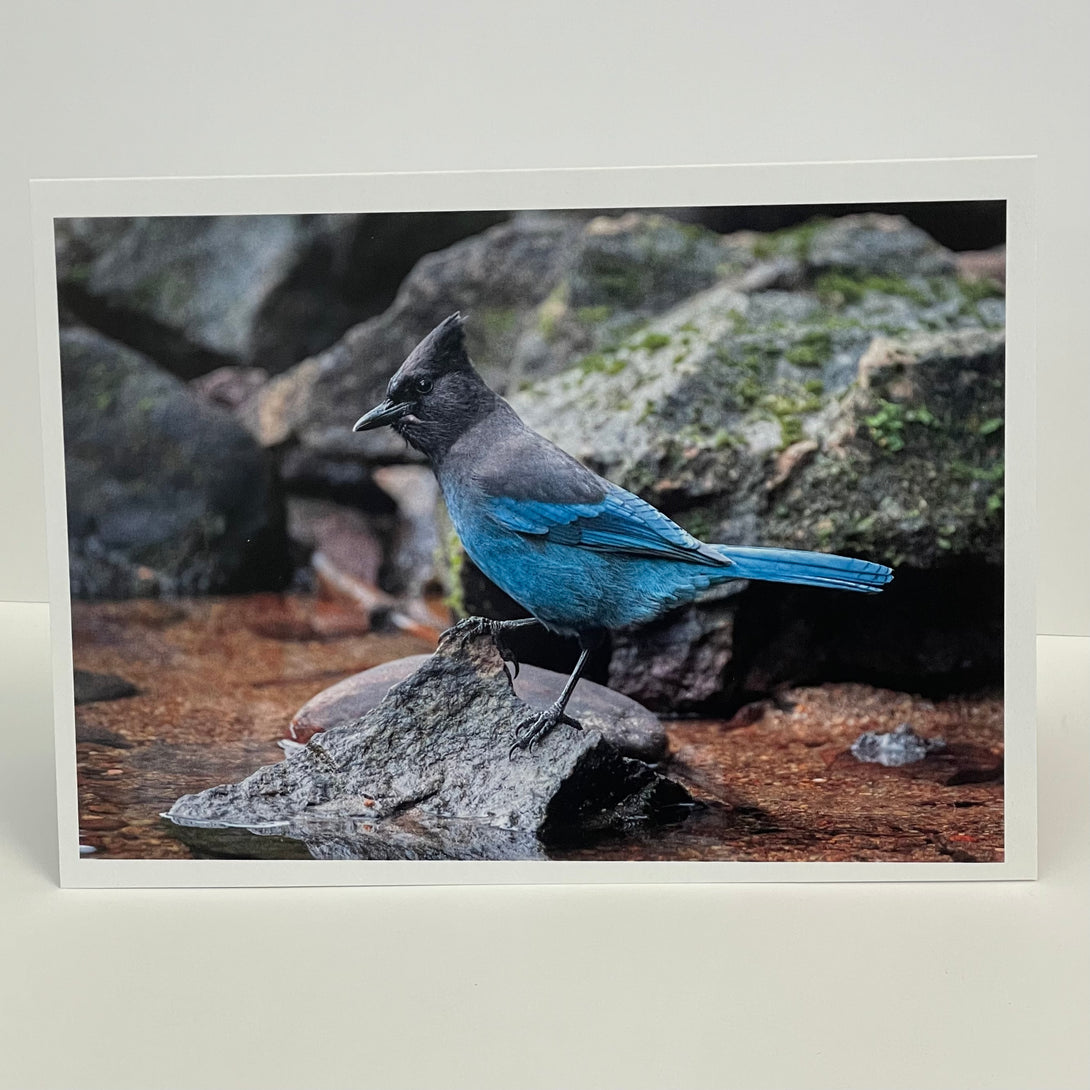 Jim Decker - Card - Steller's Jay - MAC-Donation - McMillan Arts Centre Gallery, Gift Shop and Box Office - Vancouver Island Art Gallery