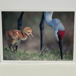 Jim Decker - Card - " Hurry up and find something, Mom"  Sandhill Cranes